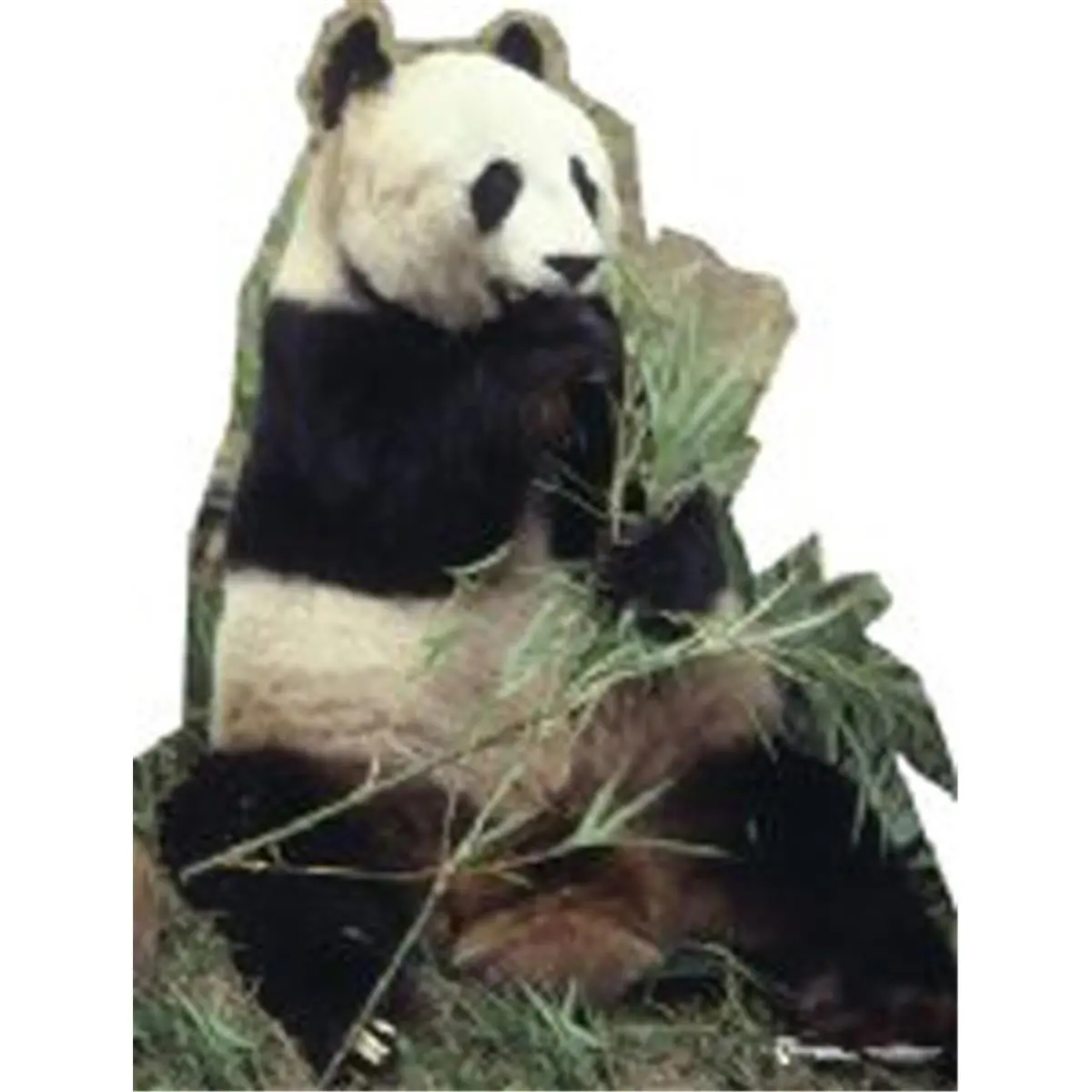 Advanced Graphics 734 Life-Size Panda Bear 1-Piece Heavy Card Stand-Up Cutout, 62x47 in Bamboo-Themed Decorative Home Supply, Room Accent for Party Photo Ops