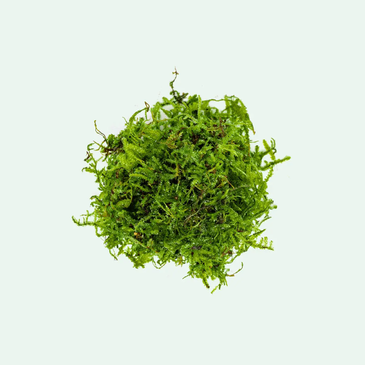 Christmas Moss Christmas Moss