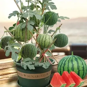 100 Pcs Heirloom Watermelon Seeds – Garden Fruit Seeds for Backyard Vegetable Planting, Suitable for Outdoor Beds, Containers and Home Garden Spaces, Seeds Only Not Live Plants