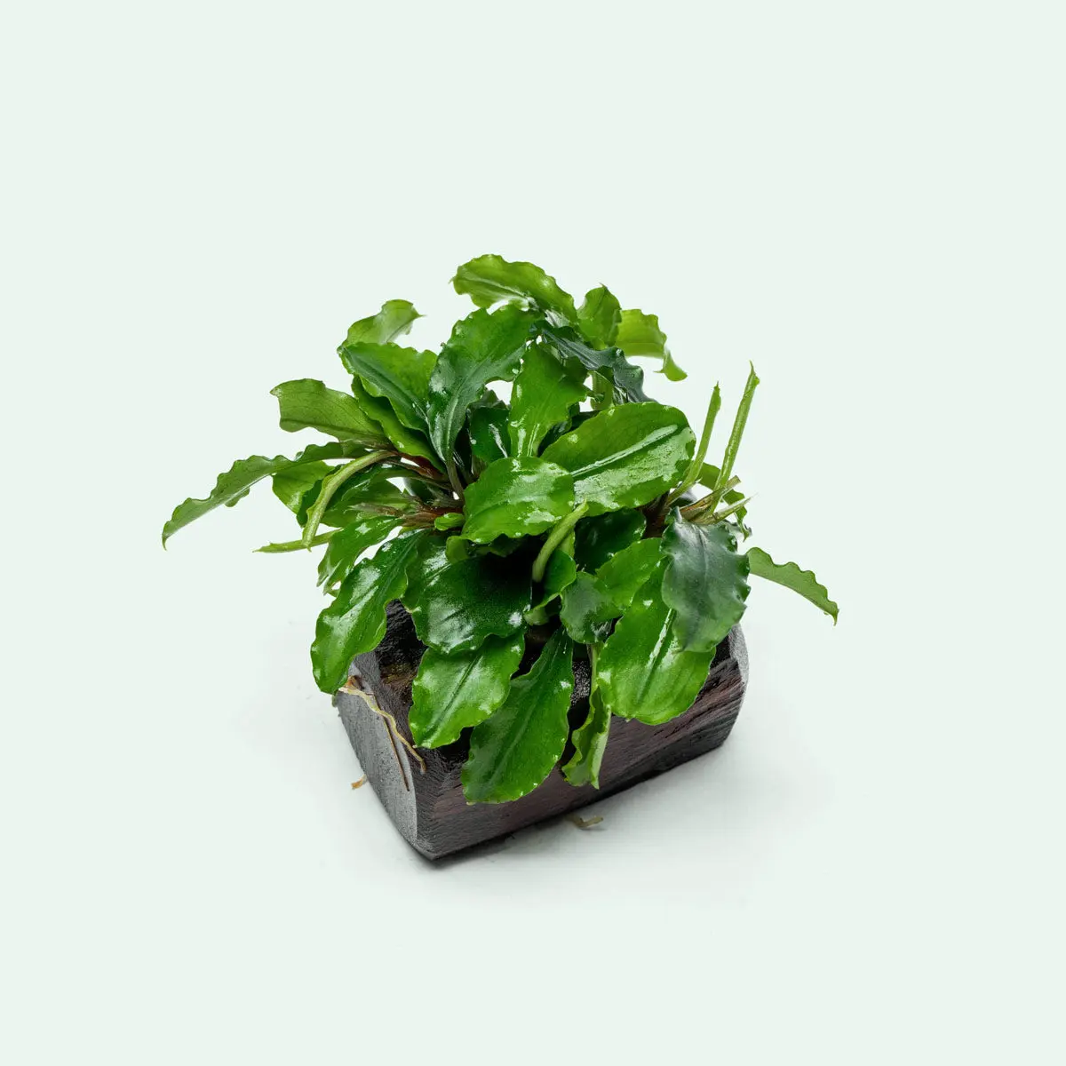 Bucephalandra Green Wavy Driftwood
