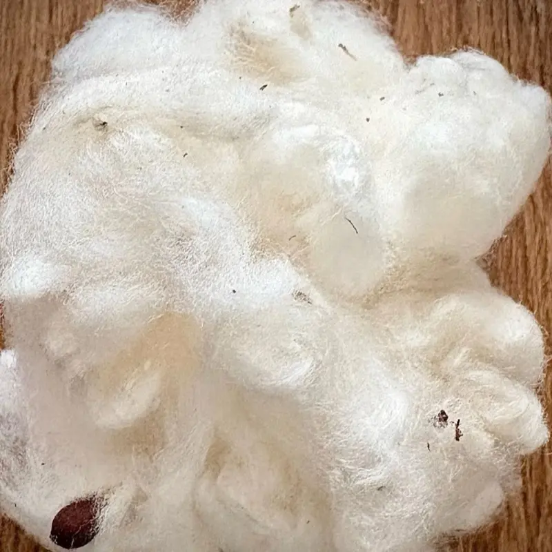 Haitian koton/cotton