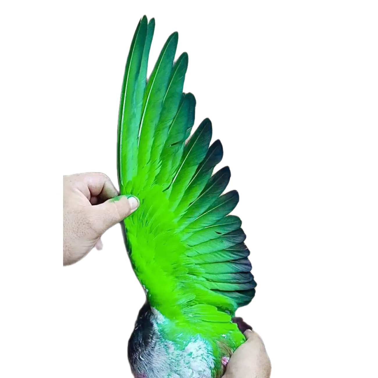 Green paint for pigeons