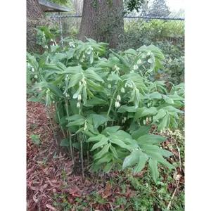 Solomon Seal  White (Plant/ Roots) Shade Loving