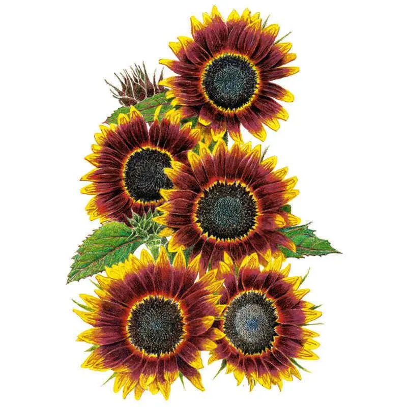 Shock-O-Lat Sunflower Flower Seed Pack, Garden Flower & Plant Seeds for Home Improvement Gardening