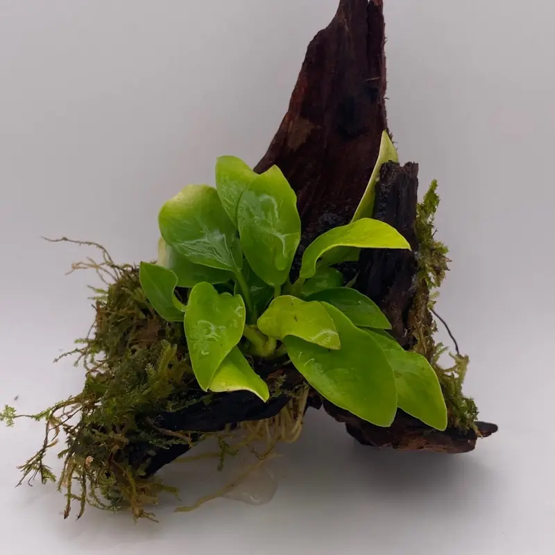 Planted or Bare Pacific Driftwood 2-16+'' One-of-a-kind centerpieces for nano, shrimp, and betta aquariums!