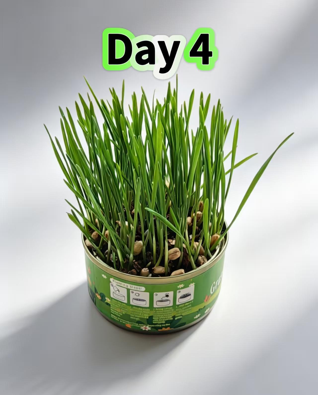 Organic Cat Grass Seeds Pack  Non-GMO Heirloom Cat Grass Seeds for Indoor & Outdoor Cats  100% Organic Cat Grass Seeds - Cat Grass for Indoor Cats - (Non GMO) cat grass seeds Suitable for Indoor Cats Planting Kit with Organic Seed Mix cat stuff for indoor