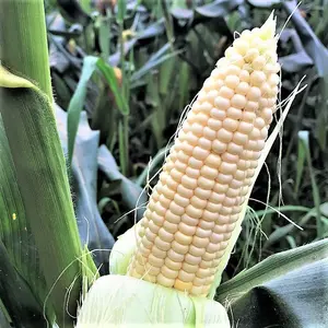 TomorrowSeeds - Stowell's Evergreen Sweet White Corn Seeds -  Open Pollinated Untreated Shoepeg Non GMO Vegetable Seed for 2024 Season