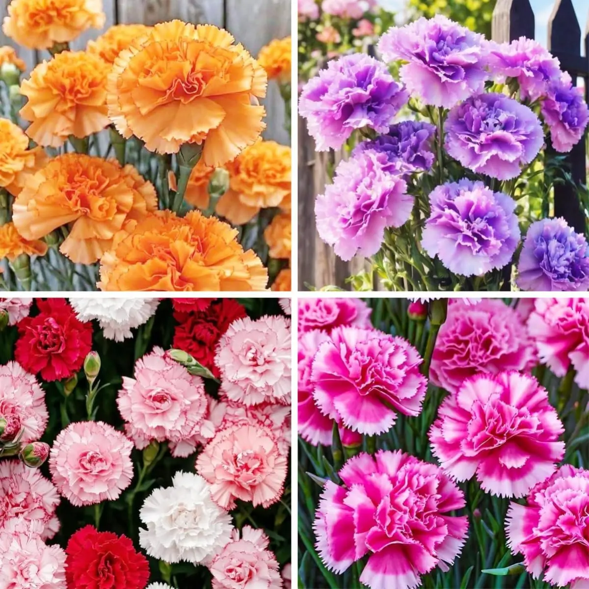 1000 rare mixed carnation seeds with 99% germination rate - Beautiful courtyard and garden views