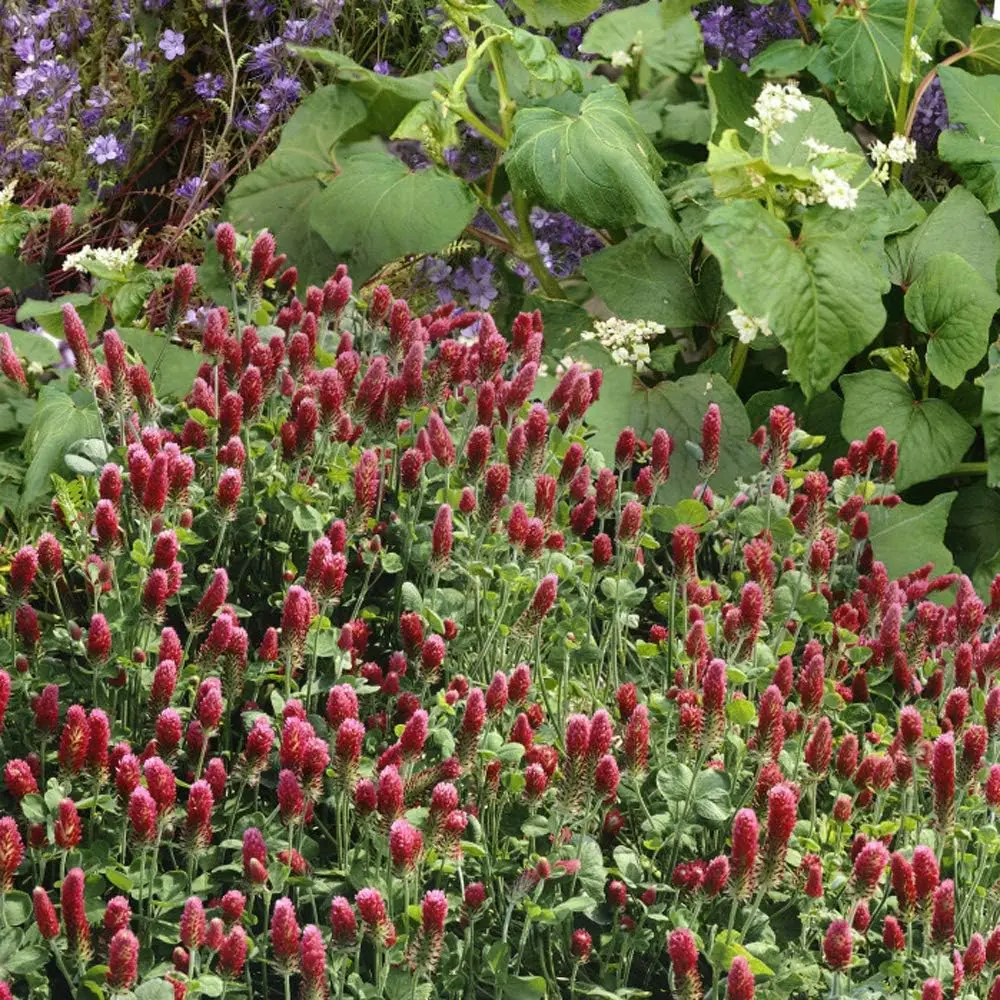 1/4 lb. Annual, Nitrocoated, Inoculated Crimson Clover Seed for Pasture, Hay, Green Manure, Cover Crop, & Wildlife Forage