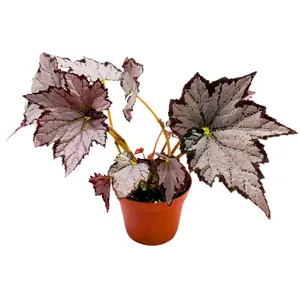 Harmony Foliage Begonia Sierra Silver Mist, 4 inch Gray Silver Black Edge Rhizomatous Rhizo
