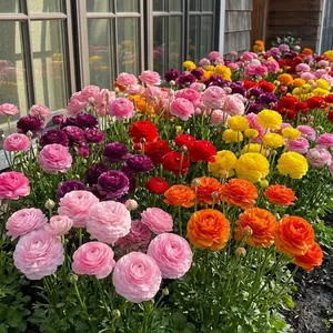 Peony-Style Ranunculus Seeds | Garden Flower Seeds – Bright Blooms for Borders, Containers & Backyard Spaces
