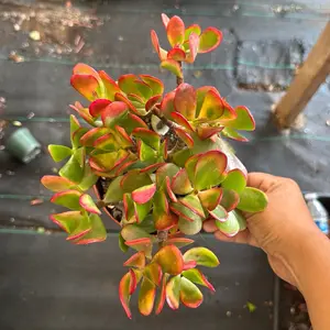 Jade Hummel sunset 6 inch pot succulent  plant