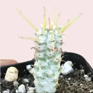 Live Corn Cob Plant - Variegated Corn Cob Plant - Euphorbia Mammillaris Plant - 4 Inch Pot
