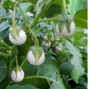 White Round Eggplant Seeds – Non-GMO, High Germination, Easy-to-Grow Heirloom Vegetable – Compact, Tender, and Mild Fruits for Garden or Containers