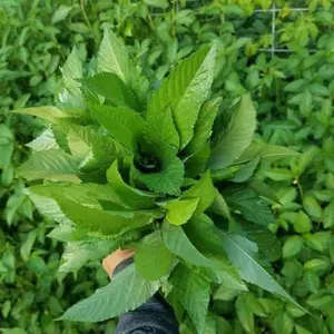Saluyot Molokhia Jute Mallow Warm Season Seeds 5 Pack x 3000 Seeds Corchorus olitorius Fast Germination Indoor