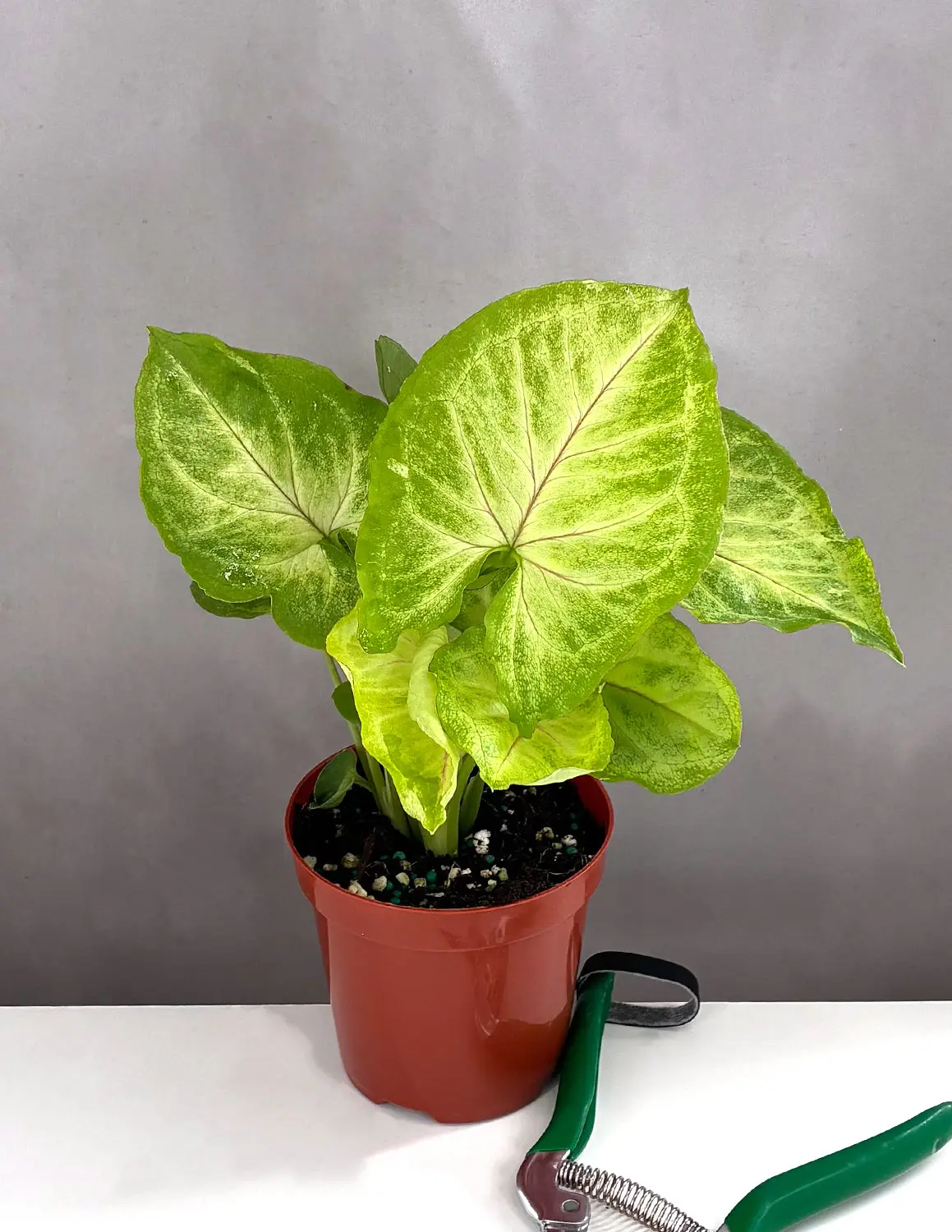 Syngonium Kiwi Delight