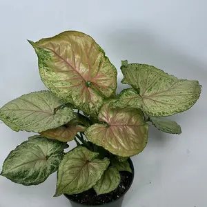 Syngonium t23 - 6" Rare House Plant with Unique Green Leaves, Beginner Plant for Home and Office