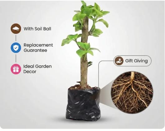 Bougainvillea Seedlings — A Vividly Colored Shrub and Easy-to-Care-for Garden Plant Bougainvillea Seedlings — A Vividly Colored Shrub and Easy-to-Care-for Garden Plant