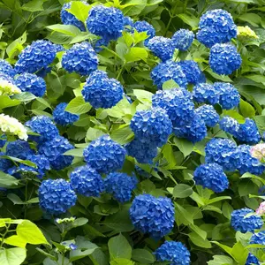 Nikko Blue Hydrangea