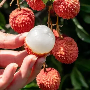 Dwarf Lychee Seeds for Planting Outdoor, 15+pcs Perennial Organic Litchi Tree Seed Non-GMO Heirloom Sweet Edible Fruit, Sweet Juicy Fruits Plants in Your Home Garden