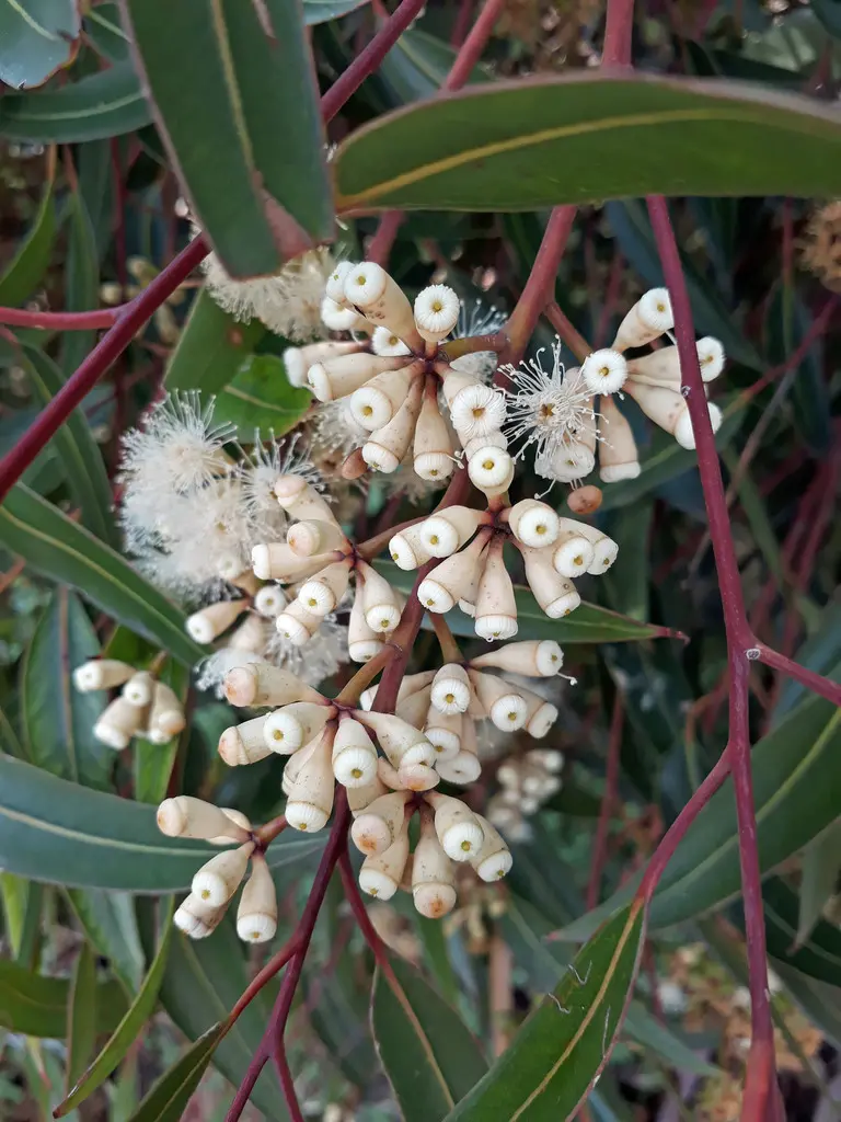 LIVE PLANT 3ft Eucalyptus Cladocalyx - Sugar Gum