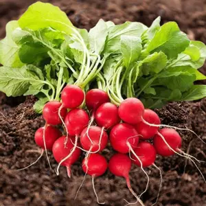 Heirloom Cherry Belle Radish Seeds - Organic and Regenerative Gardening Seeds