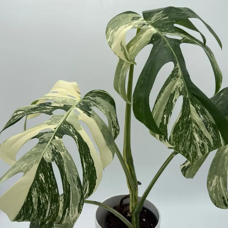 monstera adansonii indonesian mint Monstera Adansonii Mint Variegated main image 1