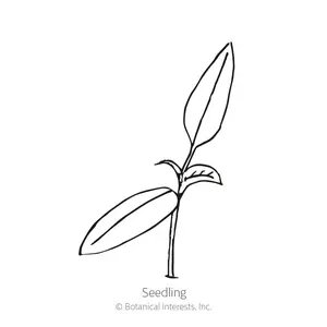 Ghost Bhut Jolokia Chile Pepper Seeds