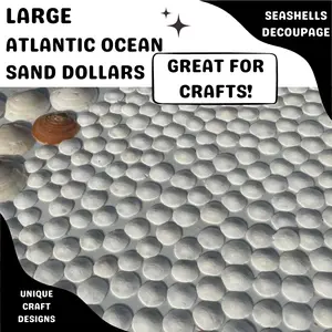 Sand Dollars - Medium Size - Real - White - Blanks Atlantic Ocean Wild Caught - Seashells - Craft supplies - Half Dollar Size 2”- 3”