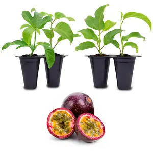 Passion Fruit Set of 4 Starter Live Plants.
