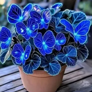 1000 pcs Hosta Seeds – Beginner-Friendly Shade Plants for Outdoor Growing