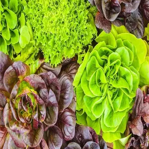 200+ Non-gmo Lettuce Seeds for Home Gardening - High Germination Rate for Balcony Planting - Enjoy Fresh Vegetables Easily with These Garden Seeds