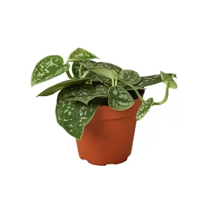 Pothos 'Satin' - 4" Pot
