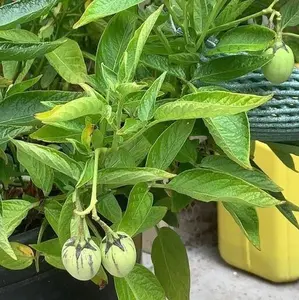 Pepino Melon/Pear Sweet Cucumber/ Live Plant 9”Tall Planted In A 4” Pot