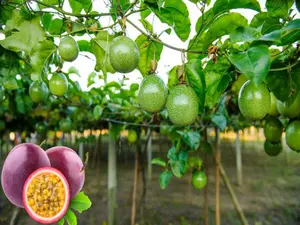 Passion Fruit ct Purple Granadilla, Grenadelle Seeds 4 Pack x 60 Ct Passiflora edulis Non-GMO Open-Pollinated