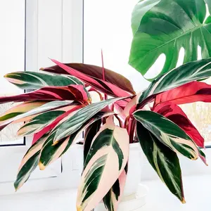 Stromanthe Triostar in 6” Pot Live Houseplants