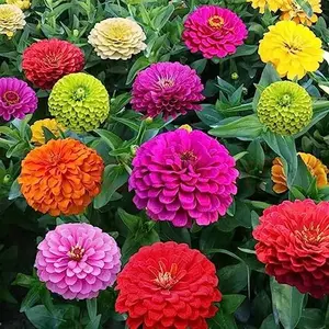 Zinnia Flower Garden Seeds - Easy to Grow, Adds Vibrancy, Suitable for Beginners & Experienced Gardeners, All Seasons, Perfect for Home Gardens & Outdoor Landscaping