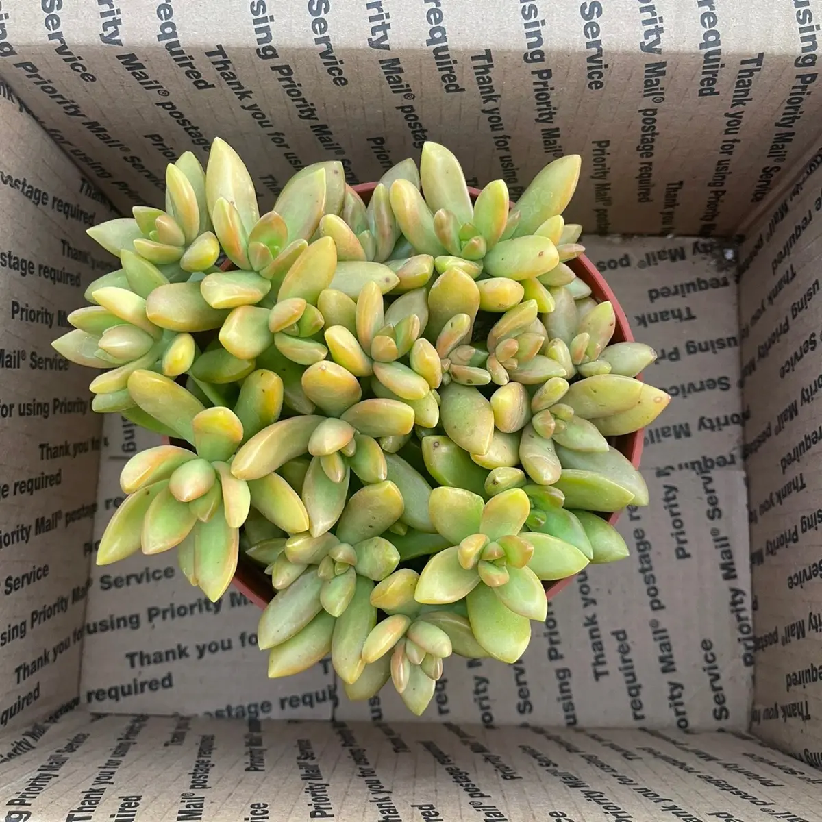 6” succulent home sculptures non hangers 6” succulent home sculptures non hangers