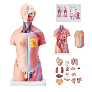 fathersdaygift VEVOR Human Body Model, 23 Parts 18 inch, Human Torso Anatomy Model Unisex Anatomical Skeleton Model with Removable Organs, Educational Teaching Tool for Students Science Learning Education Display