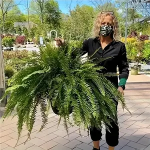 [Lifelike Boston Fern] 2pcs Lifelike Artificial Boston Fern Swags - Multiple Leaves Faux Greenery for Indoor and Outdoor Decor, Plastic Material, No Feathers, Easy Maintenance plants