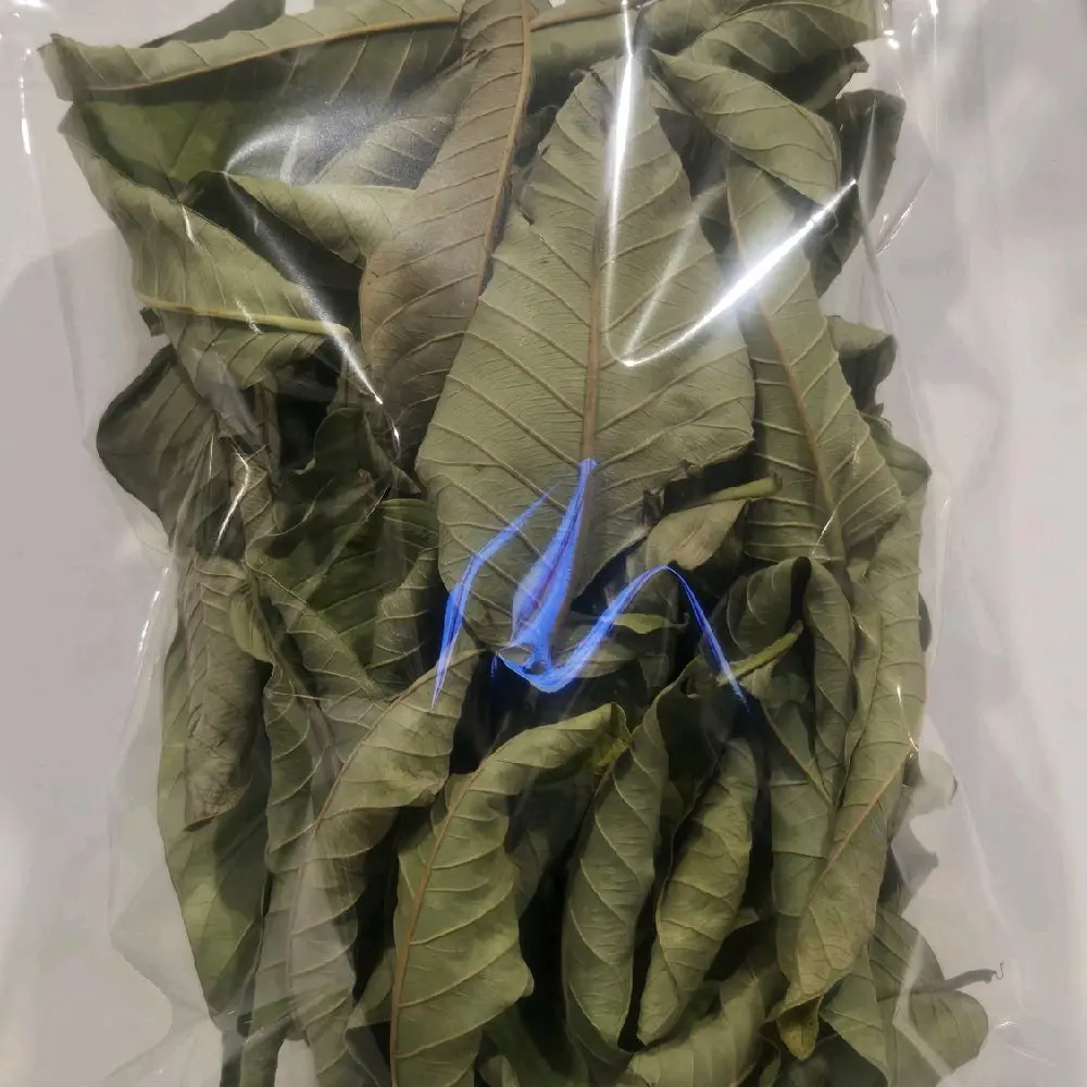 guava leaves-organic fey guayav
