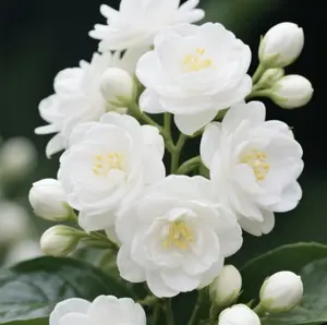 30 jasmine seeds for growing aromatic flower seeds with pleasant fragrance for home gardens