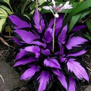 Hosta Seeds 200+pcs Low Maintenance Purple Hosta Plants Long Blooming Flowers for Shaded Entry Pathway Vibrant Colors Organic Flower Seeds All Seasons
