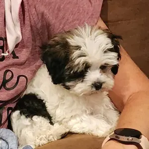 Pet Grooming Scissors, 1 Count Stainless Steel Pet Hair Trimming Scissors, Professional Pet Grooming Tool for Dogs & Cats, Grooming Supplies