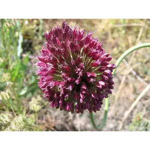 Allium Drumstick Bulbs - sphaerocephalum,Persian Onion - 6/+ cm Perennial Bulb.