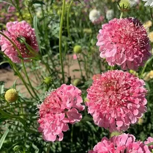 200 Seeds Perennial Rose Scabiosa Pincushion Flower Seeds for Planting