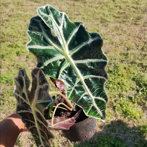 Alocasia African Mask