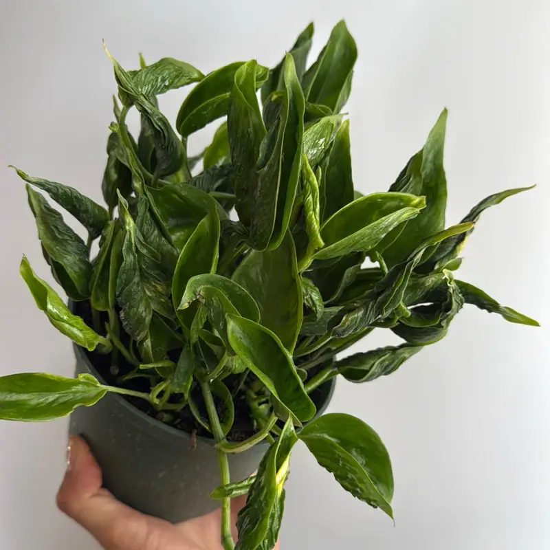 Rare Pothos Shangri La (Curly pothos) 6" House Plant with Unique Leaves, Low Maintenance, Ideal for Indoor Home Decor