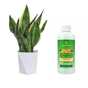 Livestream-Exclusive Link-Snake Plant Sansevieria Trifasciata Non-GMO Easy Grow Drought Tolerant Indoor Outdoor Potted Plant Home Office Balcony Garden Ornamental Evergreen Succulent Low Maintenance