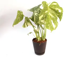 Monstera Thai Constellation 6” Potted Live Plant - Rare Variegated Monstera - Iconic Starry Night Foliage - Exotic Tropical Aroid - Creamy Splashed Leaves - Large Scale Fenestrations - Collector’s Item - Indoor Statement Piece - Designer Plant